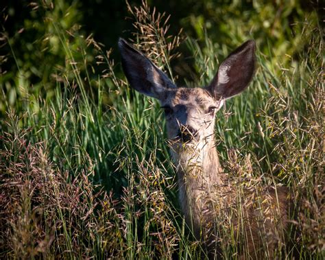 Does This Make My Ears Look Big Dale Kelley Flickr