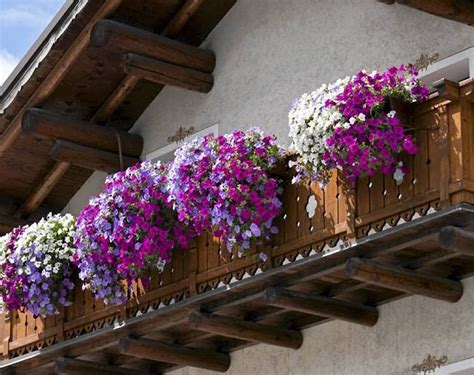 Najlepsze Kwiaty Na Balkon Jakie Wybra E Ogrody Balkony I Tarasy