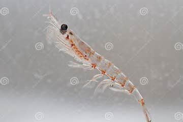 Antarctic Krill in the Water Column of the Southern Ocean Stock Photo - Image of ocean, nature ...