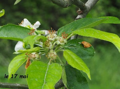 La Naissance Du Jus De Pomme Saison La Cidrerie De La Baie