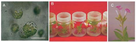 Transgenic tobacco SR-1. A Cell division of protoplast 5 days after... | Download Scientific Diagram