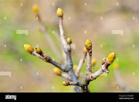 Sycamore Leaf Buds Acer Pseudoplatanus Close Up Showing The Buds At