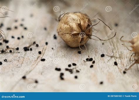 Dried Nigella Seed Pod And Seeds On A Wooden Surface Stock Photo