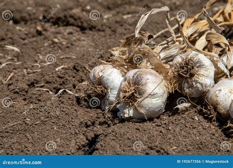 Knoflook Bos Van Verse Knoflook Op De Bodem Versnipperde Koppen Van