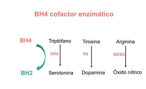 Errores congénitos del metabolismo de las aminas biógenas Guía metabólica