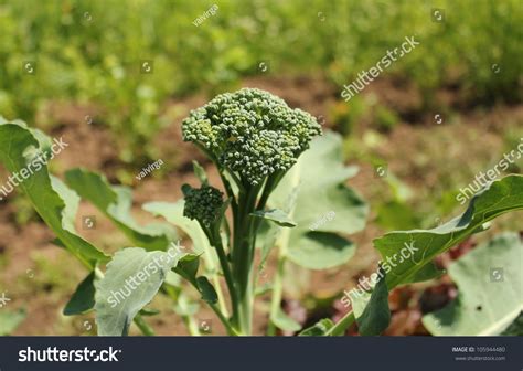 Baby Broccoli Plant