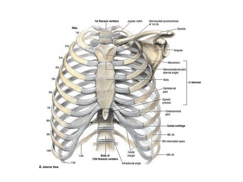 SOLUTION Intercostal Spaces And Resp Muscles 1 Studypool