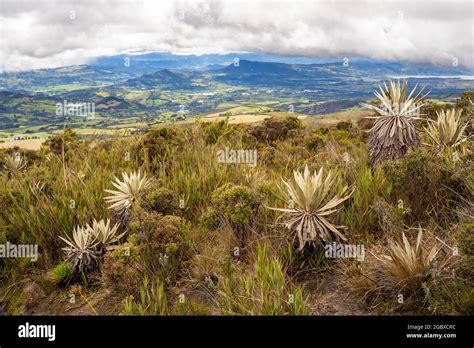 Frailejones Endemic Flowers Of The Paramo Of South America The