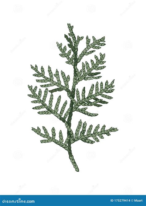 Hand Drawn Colorful Cedar Branch Stock Vector Illustration Of Fresh