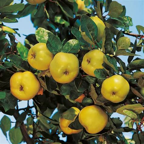 Dwarf Quince Trees Miniature Fruit Trees Fruit Expert