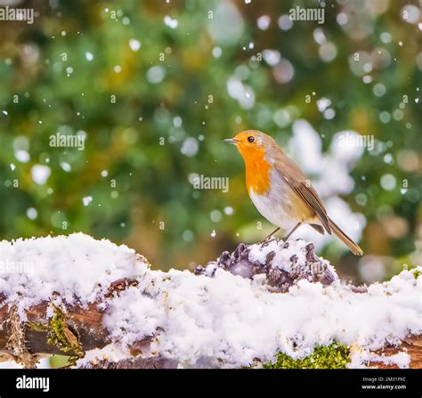 Robin in Christmas Scene Stock Photo - Alamy