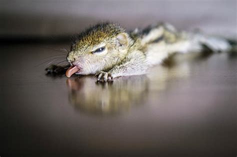 Baby Indian Palm Squirrel Photograph by Paul Williams - Fine Art America