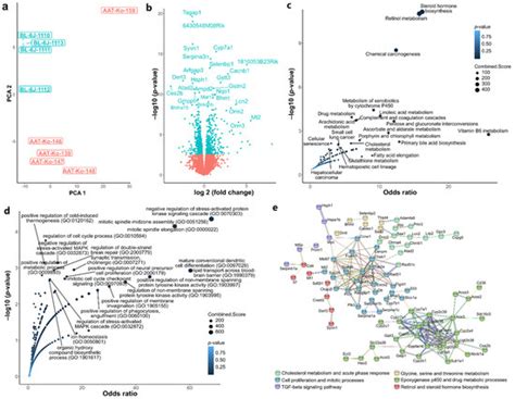 Ijms Free Full Text Loss Of Serpina1 In Mice Leads To Altered Gene