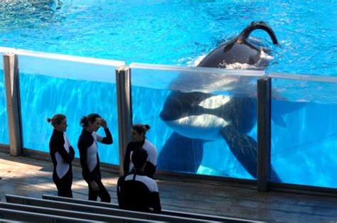 La Tr Gica Historia De Tilikum La Orca Asesina De Seaworld Gm