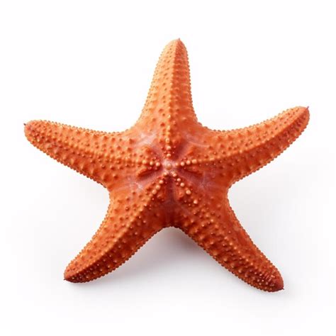 Estrela Do Mar Isolada Em Uma Praia Mar Tima De Fundo Branco Perfeita