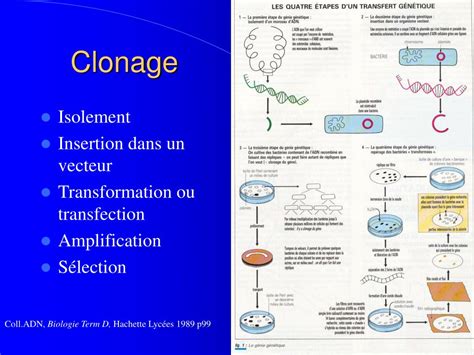 PPT Génie génétique PowerPoint Presentation free download ID 6118728