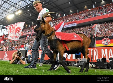 Billy Goat Hennes Ix Arrives As New Cologne Mascot Prior The German