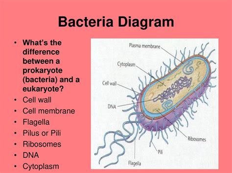 Chapter 19 Bacteria And Viruses Ppt Download