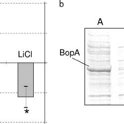 A Sds Page Analysis Of B Bifidum Mimbb Cell Wall Associated