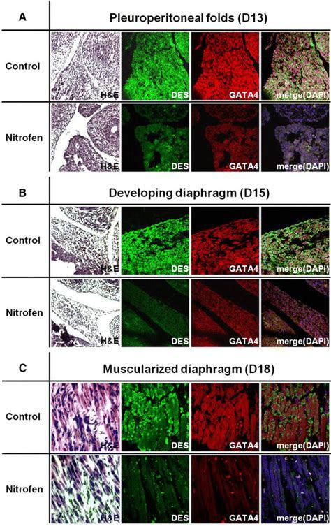 Hematoxylin And Eosin H E Staining Left Image Of Each Time Point