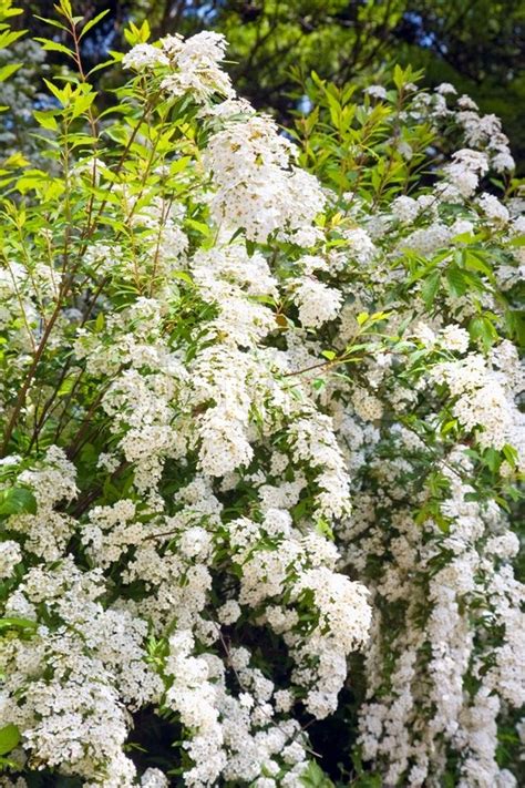 Bl Te Fr Hling Strauch Mit Wei En Bl Ten Natur Hintergrund