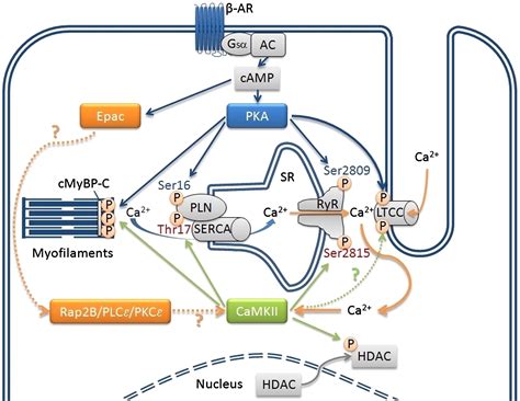 β Adrenergic Receptor Signaling In The Heart Role Of Camkii Journal