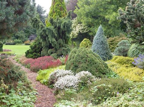 Conifers Conifers Garden Japanese Garden Plants Evergreen Garden