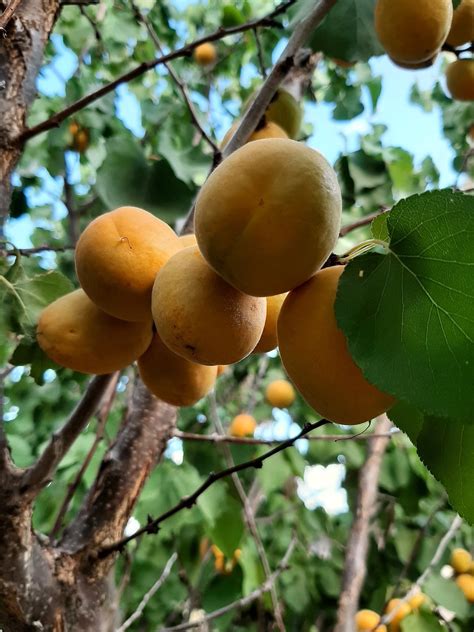 Chabacanos Fruta Árboles Foto gratis en Pixabay Pixabay