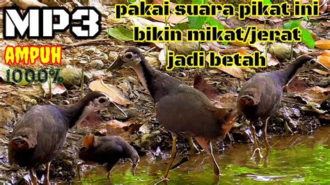 Suara Pikat Ruak Paling Gacor Bikin Mikat Jadi Betah Di Hutan YouTube