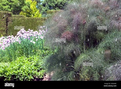 Bronze Fennel Foeniculum Vulgare Purpurascens Has Wispy Fine Foliage