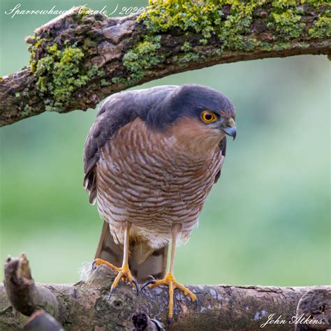 Eurasian Sparrowhawk By John Atkins BirdGuides