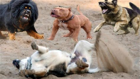 Rottweiler Vs Pitbull Fight Video