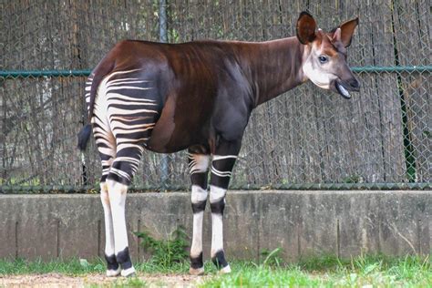 This is an “Okapi” an endangered species consisting of Giraffe, zebra ...