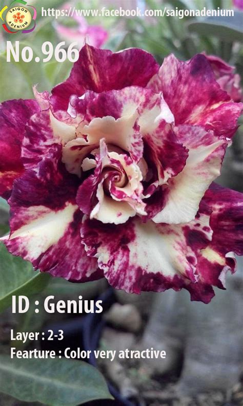 Adenium obesum Hybr Genius 966 Samen Uhlig Kakteen Über 5000