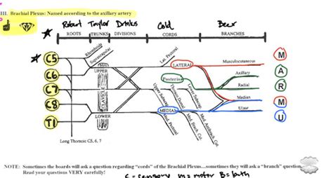 Spinal Anatomy Pns And Ans Flashcards Quizlet