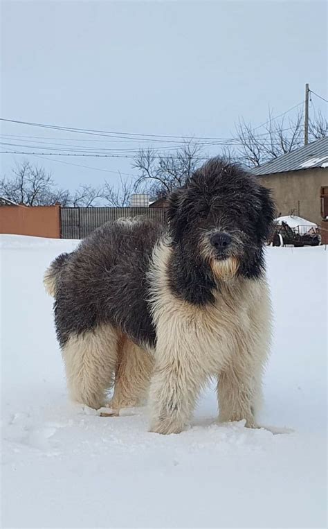 9 Months Breed ️ROMANIAN MIORITIC SHEPHERD ️Ciobănesc Românesc Mioritic ...