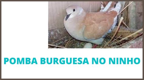 Pomba Burguesa No Ninho Canal Curiosidades Youtube