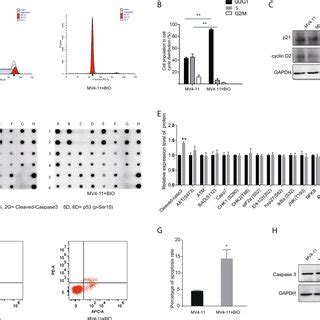 Bio Induces G Cell Cycle Arrest And Apoptosis In Mv Cell A The