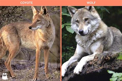 Differences Between Coyote And Wolf Appearance Behavior Diet And Habitat