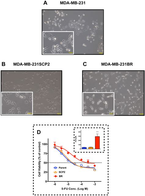 Morphological Differences Among MDA MB 231 Cell Lines And Their