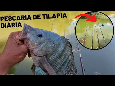 PESCARIA DE TILAPIA Na Diária A MONSTRA TAVA Na BEIRA do BARRANCO