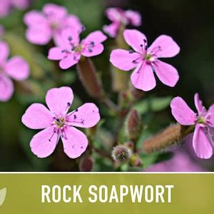 Rock Soapwort Flower Seeds Heirloom Wildflower Ground Cover