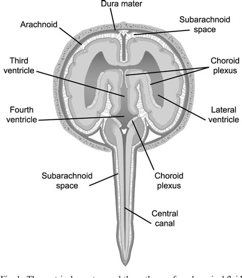 The function, composition and analysis of cerebrospinal fluid in companion animals: part I ...