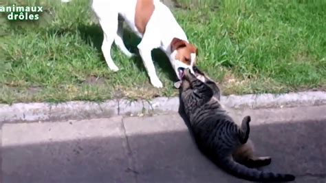 Vidéo Chiens contre Chats YouTube