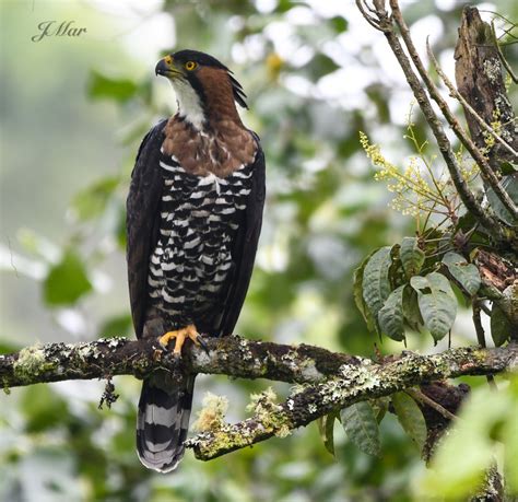 Guila Elegante Arenal Costa Rica Inaturalist