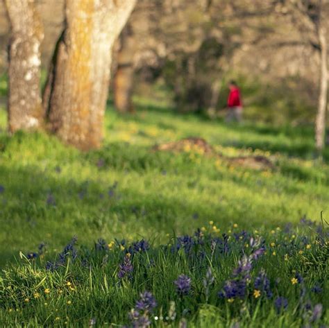 About Garry Oak Ecosystems - Garry Oak Meadow Preservation Society (GOMPS)