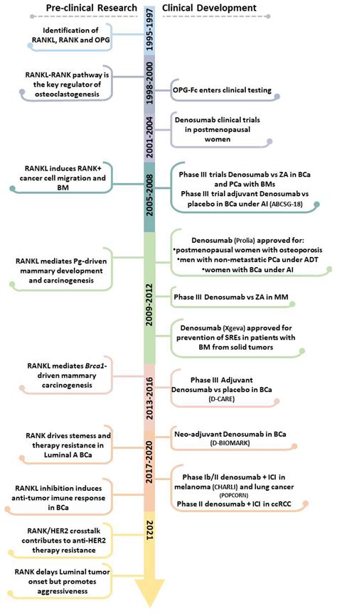 Cells Free Full Text The Roadmap Of Rankl Rank Pathway In Cancer