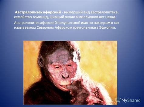 Презентация на тему: "Австралопитек Создатели проекта: Никифорова Мария ...