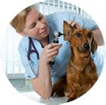 Услуги | Ветцентр Ноев Ковчег
