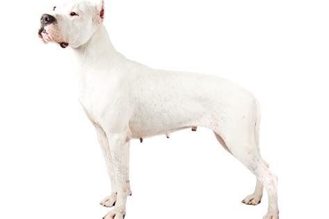 Cuidados Y Consejos Esenciales Para El Dogo Argentino